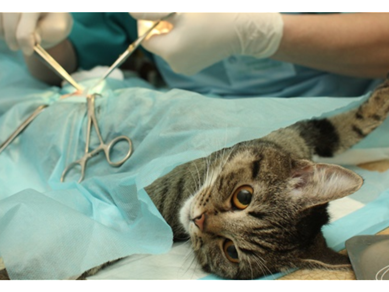 Screen Shot 2017-12-04 at 12.03.29 PM.png - Second Chances for our Small Friends image